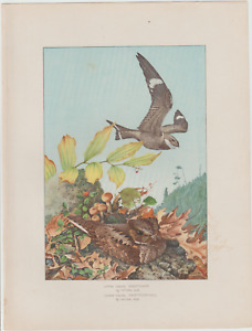 Antique Original Louis Agassiz Fuertes Nighthawk and Whip-poor-will Print