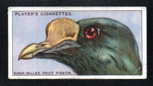 THE KNOB-BILLED FRUIT PIGEON 1929 JOHN PLAYER CIGARETTES CURIOUS BEAKS #35 GOOD - Picture 1 of 2