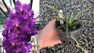 RON Vanda Orchid V. Pure's Magic 'Big Purple' MERICLONE ADVANCED SIZE 90mm Pot - Picture 1 of 4
