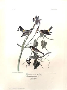 4 HERMOSAS IMPRESIONES DE AVES DE JJ RUDUBON F.R.S. GRABADO IMPRESO & HAVELL 1932 - Imagen 1 de 4