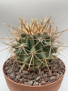 Ferusoni Pot 10 CM Rara, Su Proprie Radici Tubercoli Verde Scuro - Imagen 1 de 5