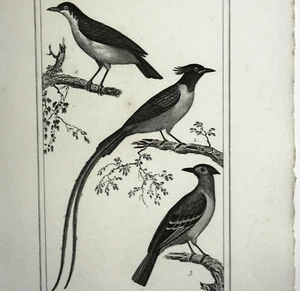 Oiseaux Gravure Originale 19e - Picture 1 of 2