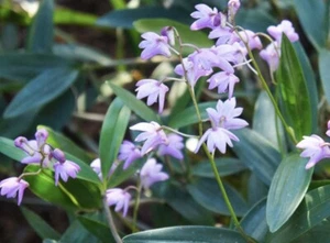 Dendrobium Kingianum Purple Rock Native Orchid- Single Stem / Keikii - Picture 1 of 2