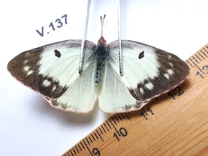 Unmounted Butterfly insects moth, Lepidoptera Pieridae. North america Quebec - Picture 1 of 2