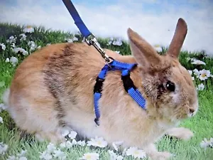 Rabbit - Cat, Small Animal Pet Harness & Lead Set, can also be used for Ferrets - Picture 1 of 6