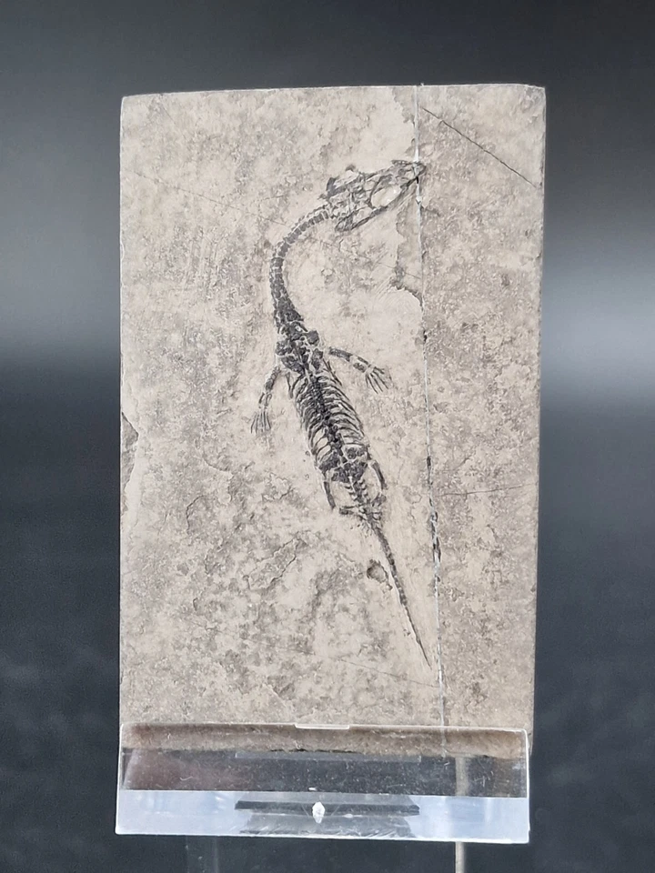 Baby Keichousaurus Drachen Dinosaurier Fossil Meeresreptil  - Bild 1 von 4