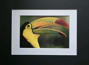 KeelBilled Toucan Rare Collectors Print Frans Lanting Lithograph Blue A3 Art - Picture 1 of 7