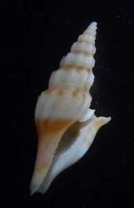 Seahell Glyphostoma dedonderi 22 mm F++ - Imagen 1 de 3