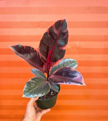 Ruby Rubber Tree Plant Ficus elastica 6" Pot | Indoor and Outdoor Live Tropical  - Image 1 of 4