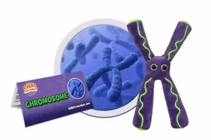 Cromosomas microbios gigantes - Imagen 1 de 4