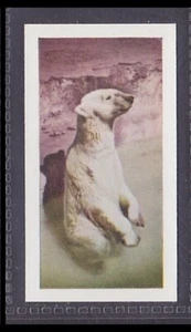 POLAR OSO - 65 + Tarjeta de Comercio Inglesa Años # 24 - Imagen 1 de 2