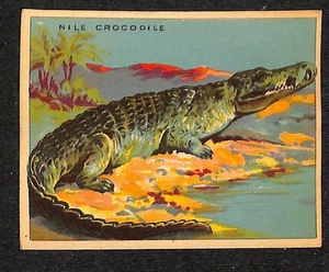 V255 Canadian CG, Papoose Animal Gum, 1935, #69 Nilkrokodil - Bild 1 von 2