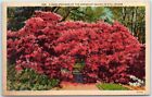 Postcard - A Rare Specimen Of The Gorgeous Azalea In Full Bloom