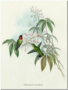 Vintage Hummingbird Art John Gould CANVAS PRINT~ TROCHILUS COLUBRIS 16x12" - Picture 1 of 1