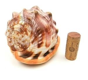 Natural Bull's Mouth Helmet Conch Shell Coral Sea Snail Fish Tank Home Decor - Picture 1 of 5