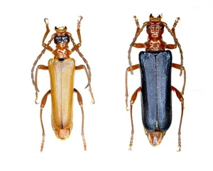 Cerambycidae, Rhamnusium bicolor (Schrank, 1781), UKRAINE, Paar - Bild 1 von 1