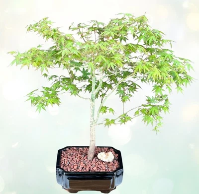 Trained Japanese Green Maple Bonsai Tree 20"H Outdoor Acer Palmatum inCeramicPot - Image 1 of 3
