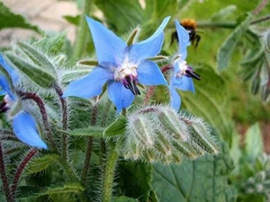 30 SAMEN BORRETSCH OFFICINALIS - Bild 1 von 2