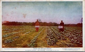 Postcard c1930 Sugarl Beets Grown With Potash C.H. Wall Savona N.Y. Farm Hands - Picture 1 of 2
