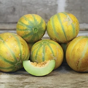 40 Israeli Heirloom Ha'Ogen Melon Seeds! Exceptionally Sweet, Tart Unique Flavor - Picture 1 of 8