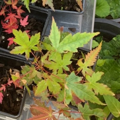 2 x Rare Japanese Maple - Acer Palmatum (Two trees per 1 pot )  - Image 1 of 4