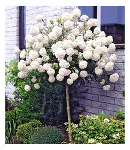 Schneeball-Stämmchen, 1 Pflanze Viburnum Eskimo auf Stamm - Bild 1 von 3