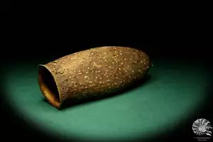 Couratari guianensis Sudamérica fruta en maceta reciente frutos secos frutos secos - Imagen 1 de 6