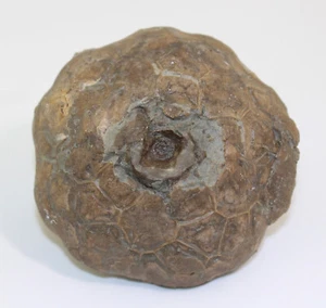 Crinoide, Eucalyptocrinites magnus, Silur, Niagaran, Waldron, Indiana, USA -b963 - Picture 1 of 5