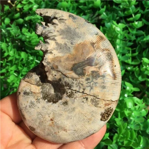 272g Rare Natural conch handwork carved ammonite fossil specimens  Y421 - Picture 1 of 8