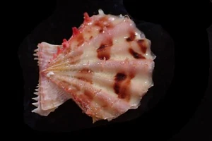 TATSKIESHELLS -pecten raustellum special color 28-m.m. f+++ - Picture 1 of 3