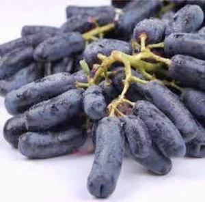 100 Purple Finger Grapes Seed Sweet Grape Fruit Popular Variety Grape Vine - Picture 1 of 7