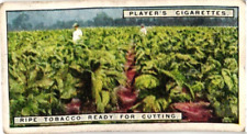 Players Cigarette Card 1926 From Plantation to Smoker #7 Ripe For Cutting