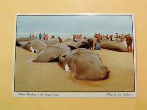 Walstrand an der Küste von Oregon Vintage Postkarte Juni 1979 Veranstaltung - Bild 1 von 2