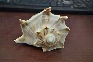 Conch Shell Natural Right Handed Dakshinavarti/Laxmi Shankh for Pooja 5.5 Inches - Bild 1 von 4