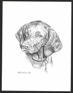 #338 VIZSLA ritratto cane stampa artistica * disegno a penna e inchiostro * Jan Jellins - Foto 1 di 9
