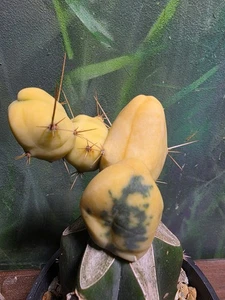 T. Bridgesii Monstrose Variegated Cactus Clone Rare Plant S.E.P🌵 - Picture 1 of 9