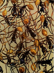 1960 Estampado Vintage Ejército Hormigas Nido Hormiga Sociedad Insecto Insecto - Imagen 1 de 3