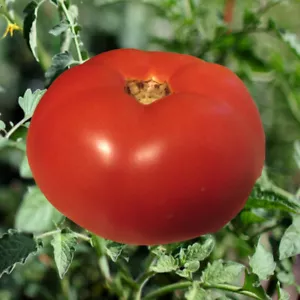Jet Star Tomato: 15 Seeds - Picture 1 of 2