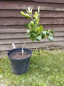 3-year-old grafted pomelo tree Valentine - Picture 1 of 1