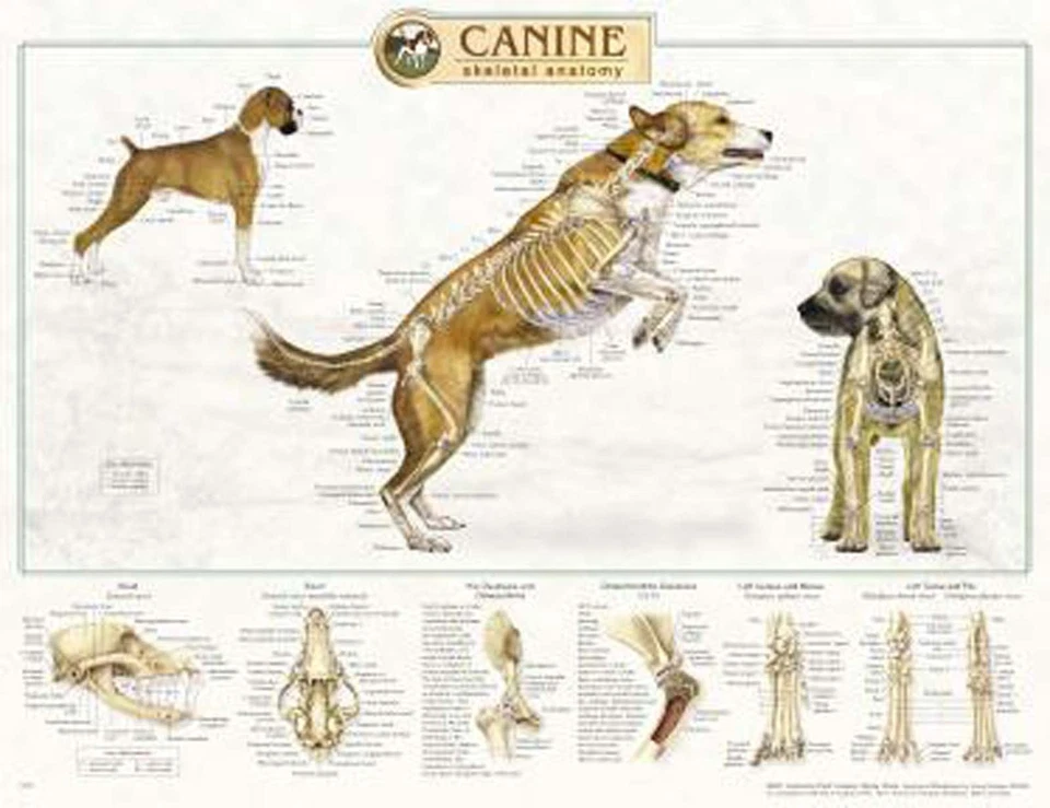 Canine Skeletal Anatomy Laminated Wall Chart  #92515 Dog K9 - Image 1 of 1