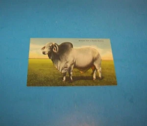 Brahman Bull In Florida Vintage Postcard - Picture 1 of 2