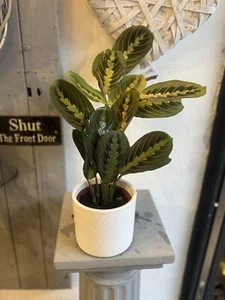 Maranta Fascinator - Tricolour Prayer Plant In 12cm Pot - 30-35cms In Height - Picture 1 of 4