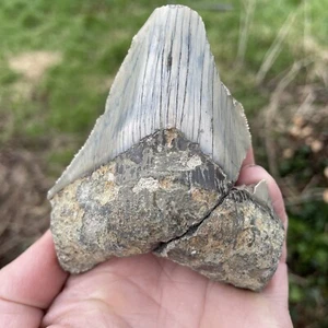 ¡Diente de tiburón megalodón fósil de 9 cm! Reparado** Impresionantes Serraciones 5myo Indonesia - Imagen 1 de 12