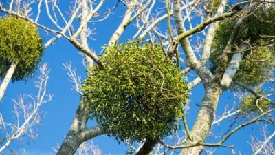 Viscum Album seeds, muérdago común, gui blanc graines, muérdago de baya blanca Foto 1 de 4