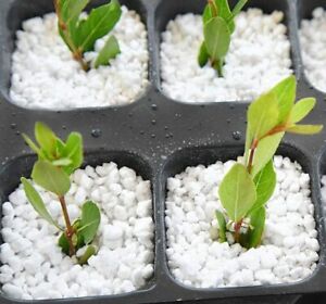 Quality Medium Coarse Perlite For Seed Starting Nursery Potting Garden Plants