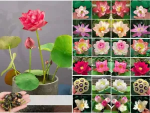 60pcs Seeds Lotus Mix Flower Seeds Hand Picked Aquatic Plants Aquatic Garden New - Picture 1 of 10