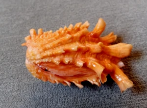 Cardita Crassicosta 48mm 8GEM BIG SIZE beautiful intense ORANGE color PATTERN - Picture 1 of 10