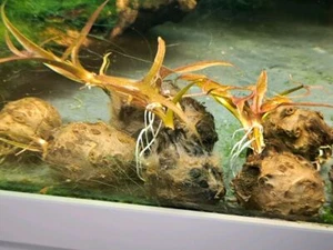 Lotus Tigre, Rosso, Knolle, Ninfee Lotus, Piante per Acquario, Ninfea - Bild 1 von 3