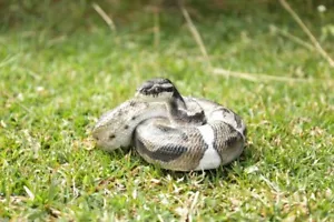 Ball Python Garden Statue Snake Yard Flowerbed Decor - Picture 1 of 7