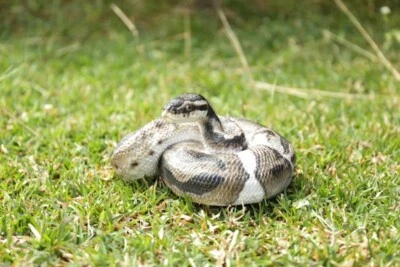 HI-LINE GIFT LTD. Ball Python Garden Statue Snake Yard Flowerbed Decor